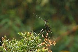 sword billed hummingbird2