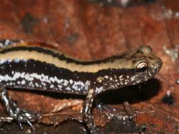 three lines salamander