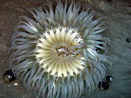 anemone
