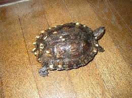 asian leaf turtle2