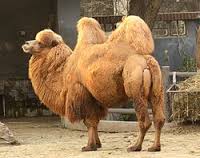 camel