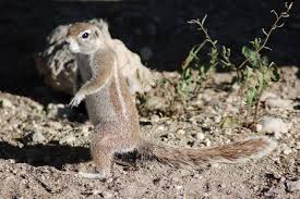 cape ground squirrel