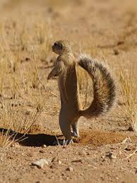 cape ground squirrel2