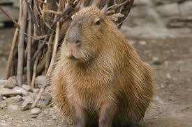 capybara