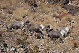desert bighorn sheep
