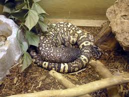gila monster