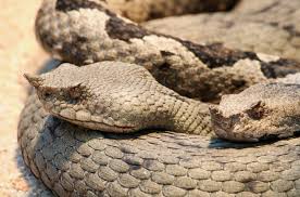 horned viper