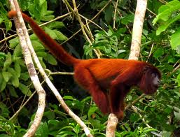 howler monkey