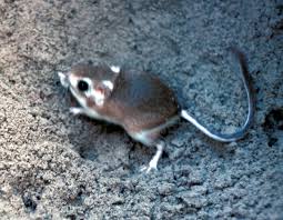 kangaroo rat