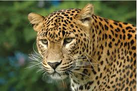 leopard