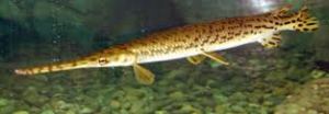 longnose gar3