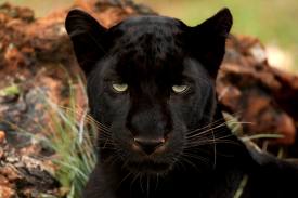 panther
