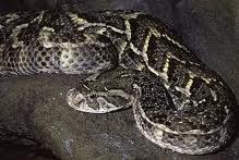 puff adder2