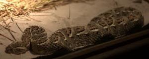 puff adder3
