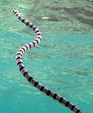 sea snake
