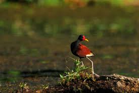 wattled jacana2