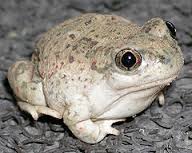 western spadefoot toad