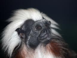 cotton top tamarin2