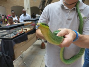 Red Tail Rat Snake! Check out that forked tongue!