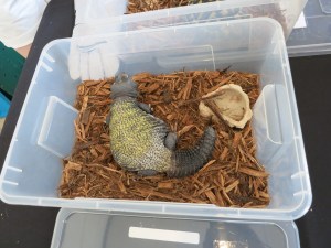 Egyptian Uromastyx! What a cool lizard!