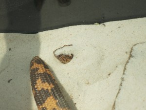 Snake in the sand! 