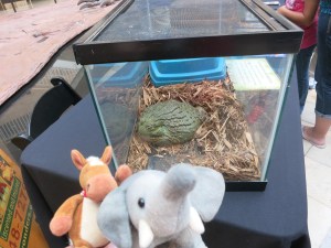 African bullfrog! He's bigger than us! 