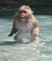 japanese macaque