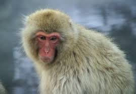 japanese macaque3