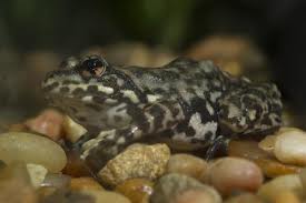 mountain marsupial frog
