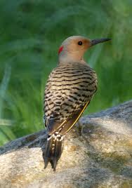 northern flicker2