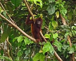 red howler2