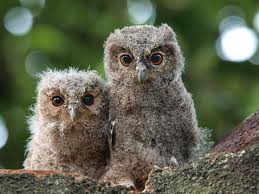 sunda scops owl2