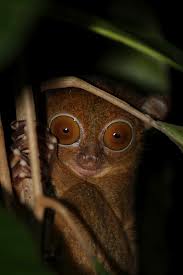 western tarsier2