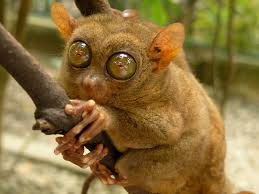 western tarsier3