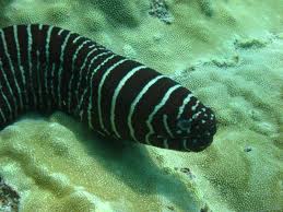 zebra moray