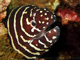 zebra moray3