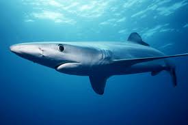 blue shark2