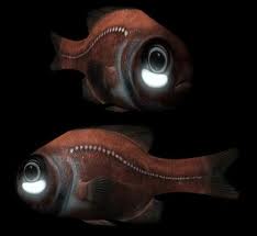 flashlightfish2