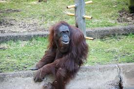 orangutan2