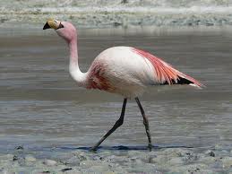 puna flamingo