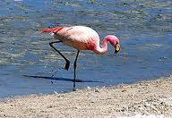 puna flamingo2