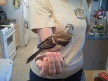 Jack the Sparrow- a rescue! 