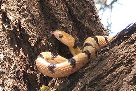 african tiger snake