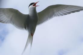 arctic tern