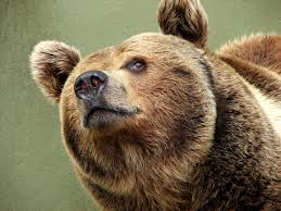 Brown bear