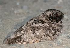 common poorwill3