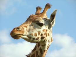 giraffe