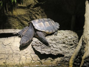 This guy has a loooong neck! 