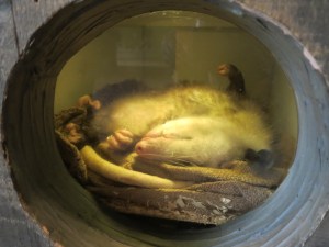 We promise he was just napping! 