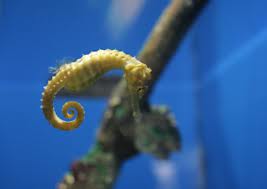 seahorse